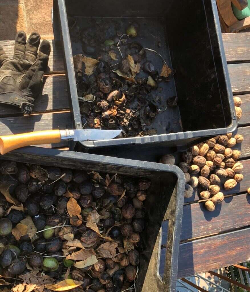 Freshly harvested chestnuts, a village tradition